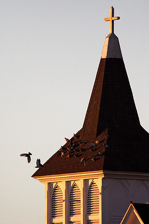 Steeple Flight