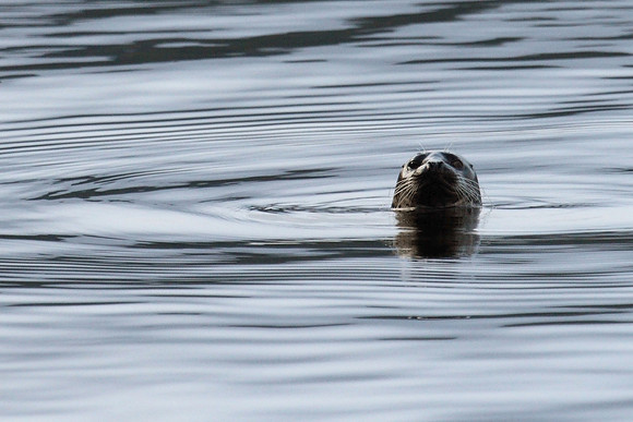 Settlers Cove Sea Lion