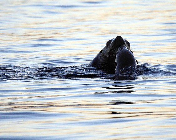 Sea Lion and Pup