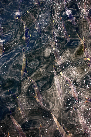 Salmon Abstract