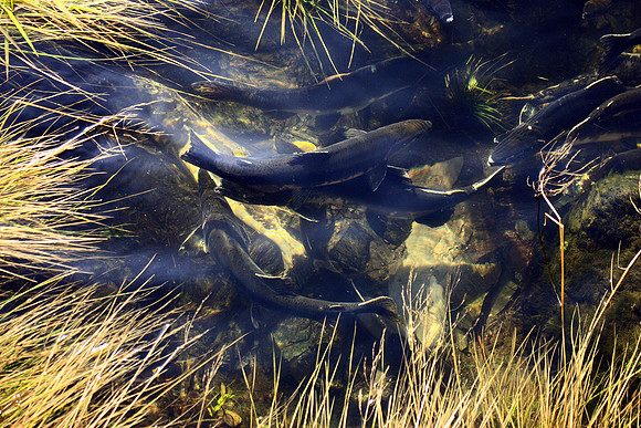Salmon and Grass